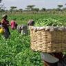 Enugu Govt Reaffirms Support For Farmers, Vows To Eradicate Hunger