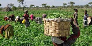 Enugu Govt Reaffirms Support For Farmers, Vows To Eradicate Hunger