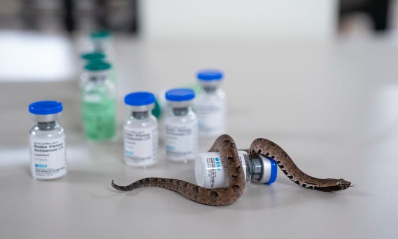 Healthcare Workers Demand Urgent Global Action To End Snakebite Crisis